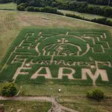 Fall Corn Maze