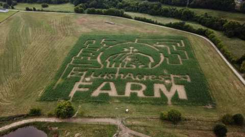 Fall Corn Maze