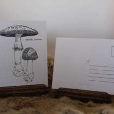 Mushroom Postcards