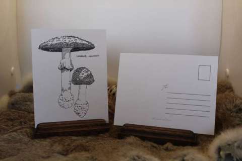 Mushroom Postcards