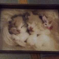 Cute Kittens Serving Tray