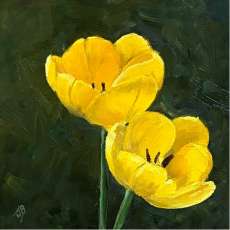 Tulips, Open