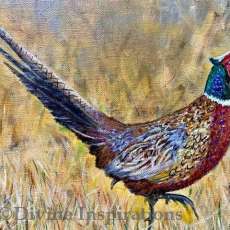 Pheasant on the Grass