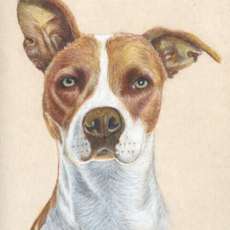 Red Dog Portrait