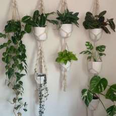 Plant Hangers