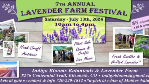 Seventh Indigo Blooms Lavender Festival