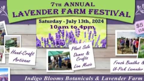 Seventh Indigo Blooms Lavender Festival
