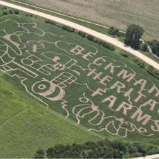 Corn Maze