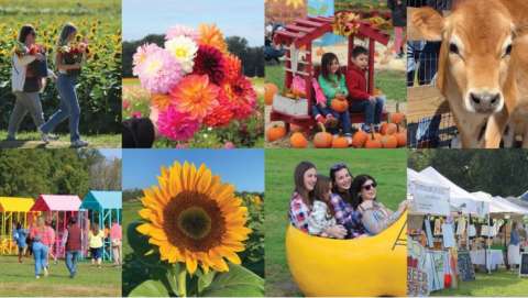 Fall Flower Festival