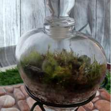 Live Moss Heart Terrarium