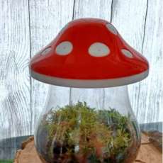 Mushroom Terrarium