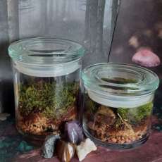 Live Moss Terrariums