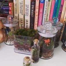 Terrariums, Live Moss
