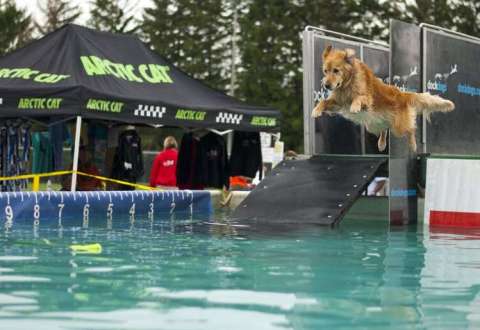 Ontario DockDogs Competition