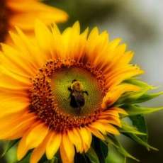 Sunflower With Bee