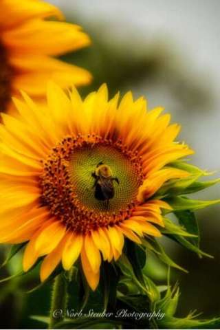 Sunflower With Bee