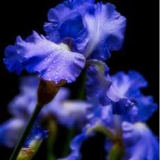 Purple Irises