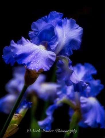 Purple Irises