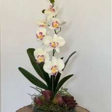 Pink and White Phalaenopsis Orchid