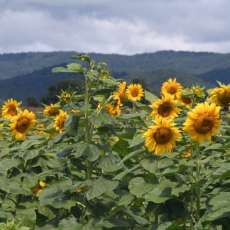 Sunflowers in the Mountains