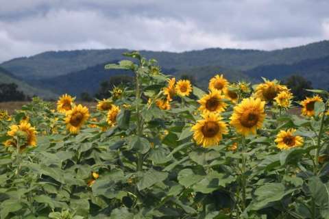 Sunflowers in the Mountains