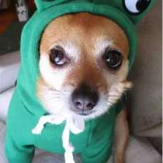 FIJI in Her Froggy Outfit