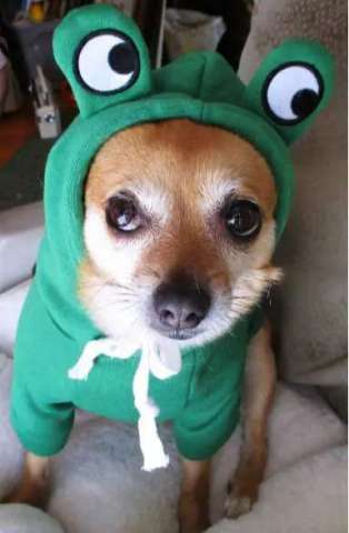 FIJI in Her Froggy Outfit