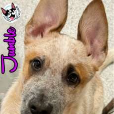 Jumble Ready For Adoption!