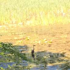 Heron at Fairy Land Pond