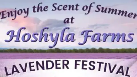 Hoshyla Farms Lavender Festival