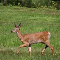 Beautiful Deer