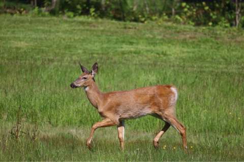 Beautiful Deer