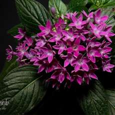 Small Purple Flowers, Pentas