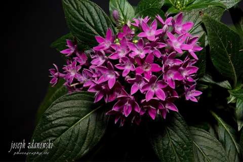 Small Purple Flowers, Pentas
