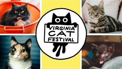 Virginia Cat Festival