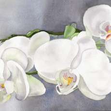 Tres Elegant Moth Orchid