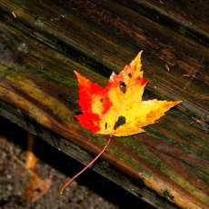 Fall Foliage Resting on a Park Bench