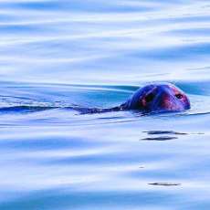 Gray Seal Cruising ,Chatham, Massachusetts