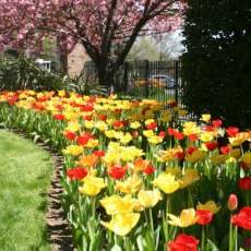 Tulip Parade, Woodley Park, Washington DC