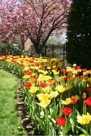 Tulip Parade, Woodley Park, Washington DC