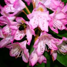 Busy Bee, Silver Spring MD