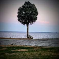 The Tree on Buzzards Bay, Fairhaven MA