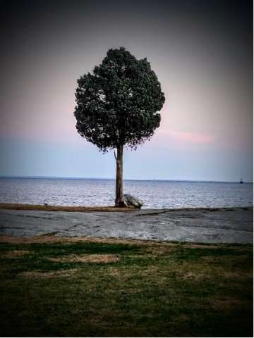 The Tree on Buzzards Bay, Fairhaven MA