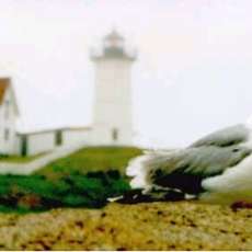 Guarding Nubble Lighthouse, York ME