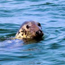 Did Someone Say Dinner?! Chatham Harbor, Chatham MA