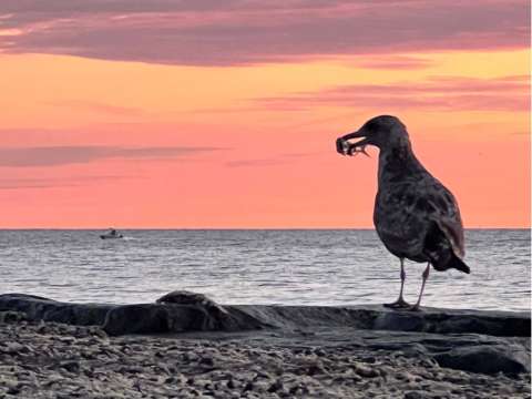 The Beach