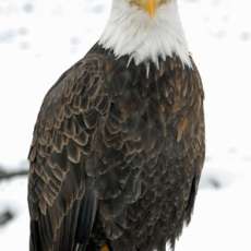 Eagle