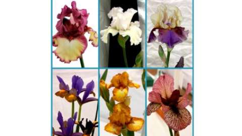 Kaleidoscope of Color - Prescott's Festival of Iris