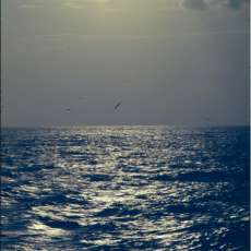 Gulls at Dusk