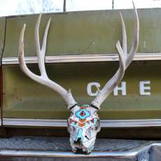 Mule Deer Skull